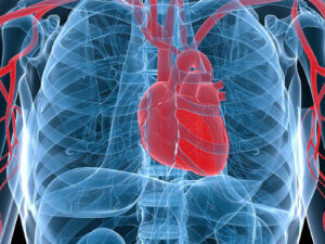 Elderly Care in Daphne AL: Stress on Heart Failure